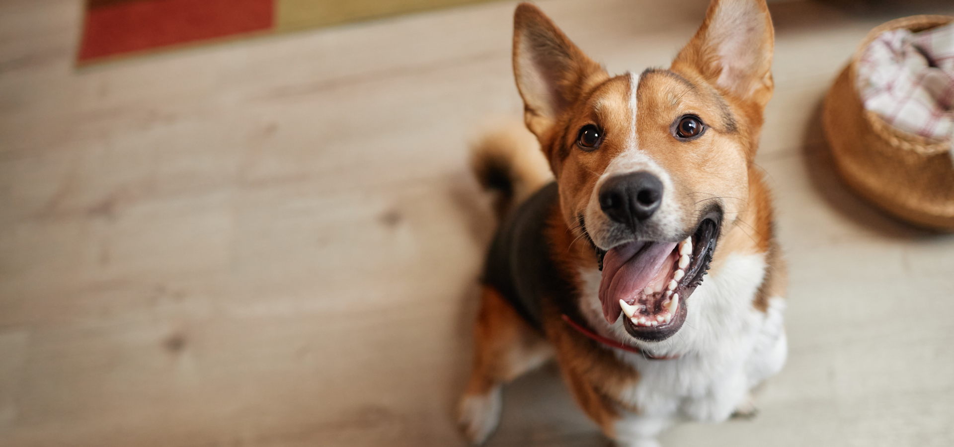 Glenside Pennsylvania Veterinarians
