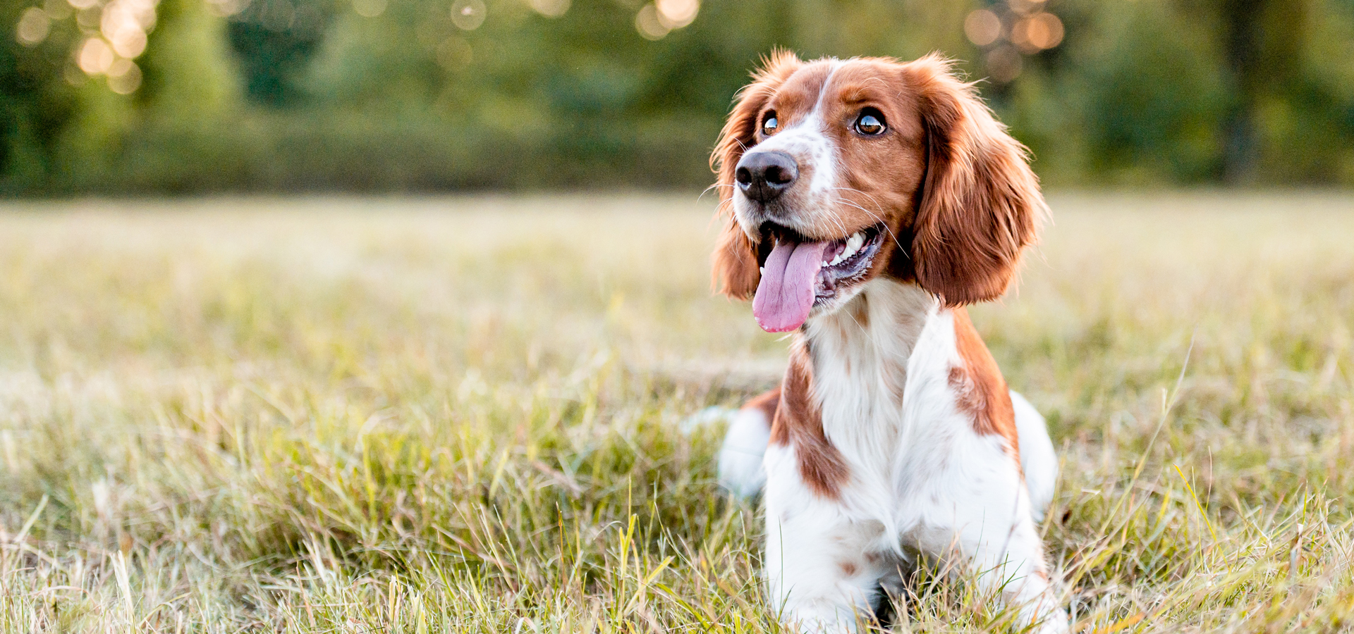 Glenside Pennsylvania Veterinarians