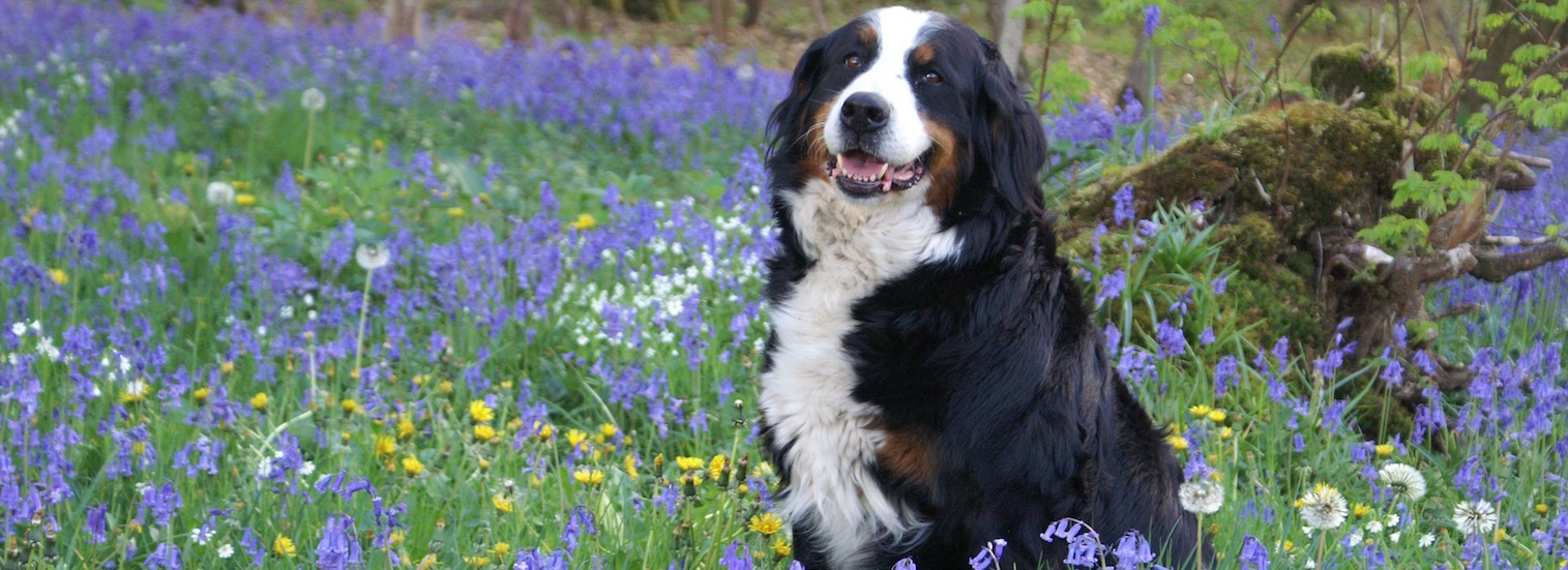 Top Rated Local Veterinarians Rau Animal Hospital