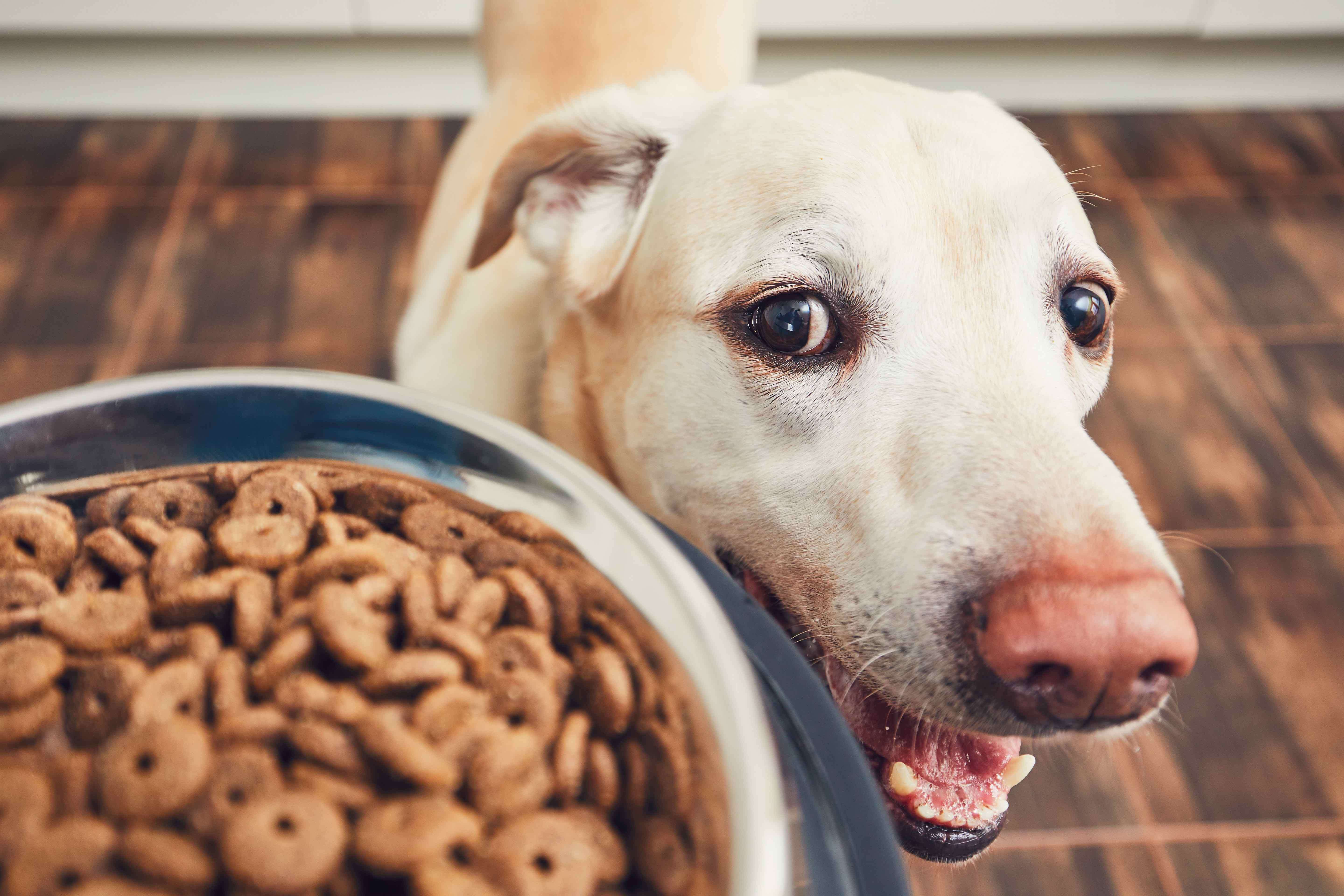 what is the easiest protein for a dog to digest