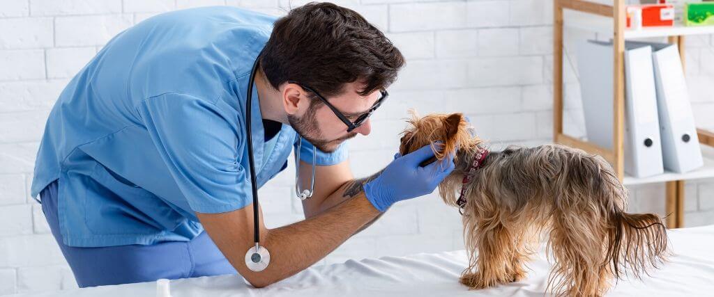 Fear-Free Veterinary Practices - Hype or Helpful? | Rau Animal Hospital