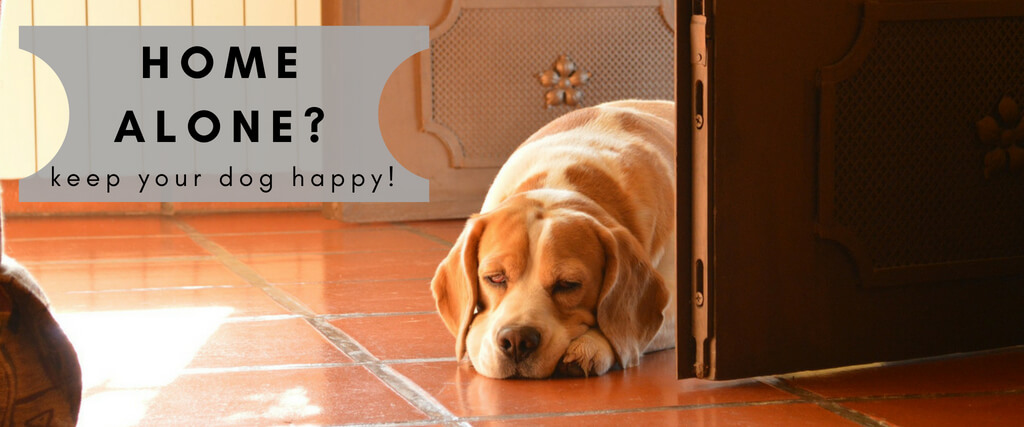Home Alone? How to Keep Your Dog Happy