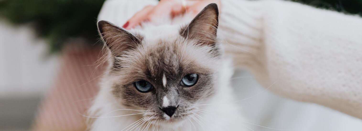 Top Rated Local Veterinarians Rau Animal Hospital