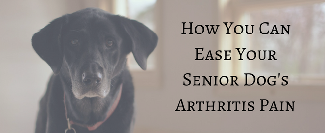 Can You Give Advil To Dogs For Arthritis How You Can Ease Your Senior Dog S Arthritis Pain Rau Animal Hospital