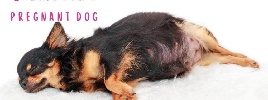 Pregnant Dog Care Tips | Rau Animal Hospital