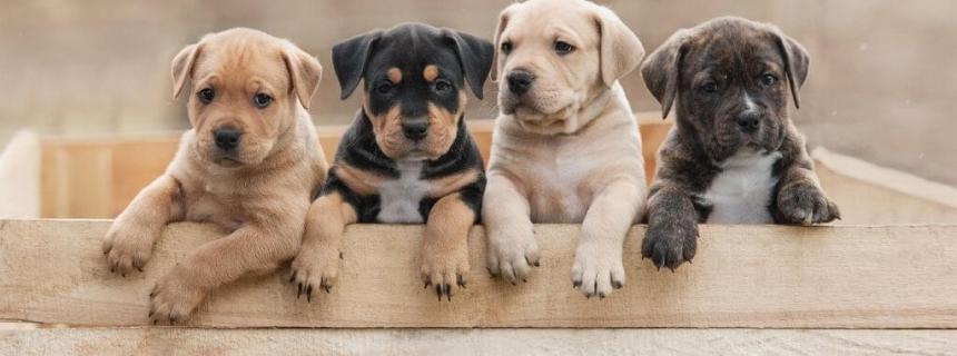 What Does 'Pet Quality' Mean? Choosing Show Dogs & Pet Puppies