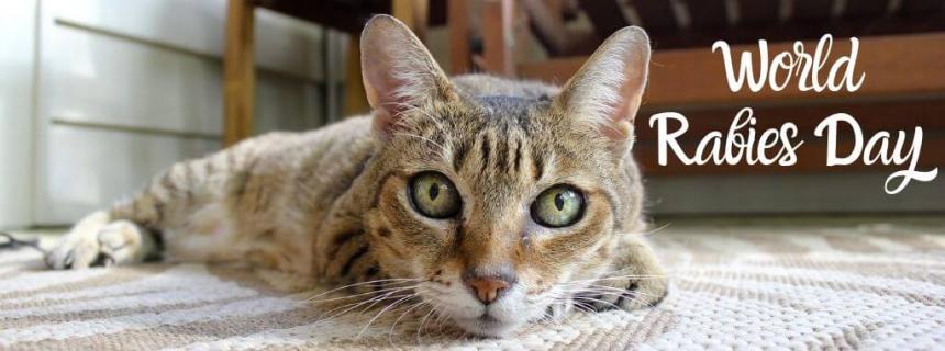 Do Indoor Cats Need Rabies Shots In Pa CatWalls