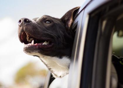 pet health