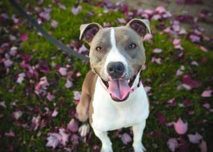 Preventing and Treating Fleas and Ticks For Dogs