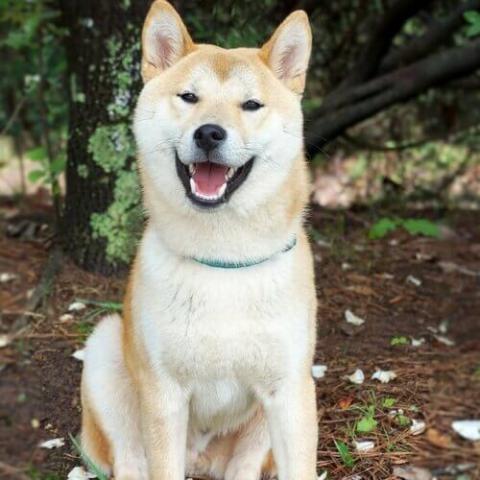 Local dog sales breeds