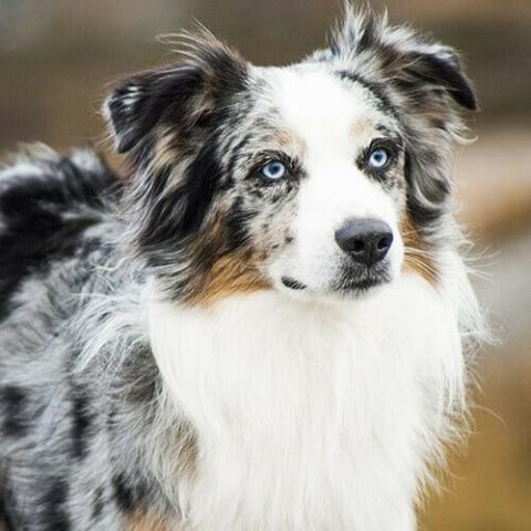 Australian Shepherd Rau Animal Hospital