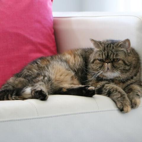 Exitic deals shorthair cat
