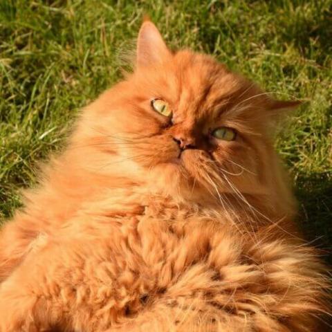 Persian | Rau Animal Hospital
