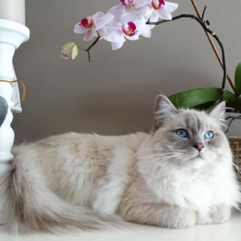 About ragdoll sales cats