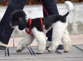 Leash Lessons