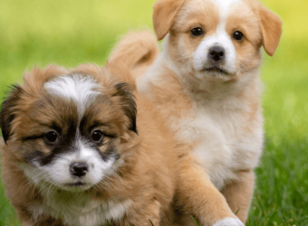 How to Socialize Your Puppy for a Happy and Confident Dog