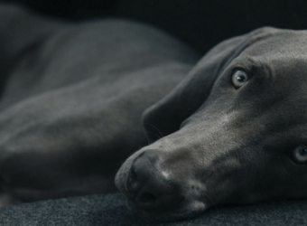 Can Your Dog Get the Flu?