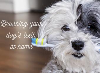 How to Brush Your Dog's Teeth