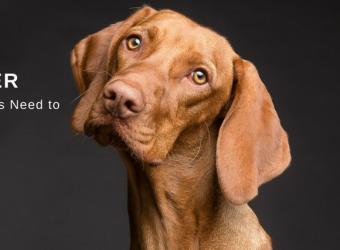 Canine Distemper - What Dog Owners Need to Know