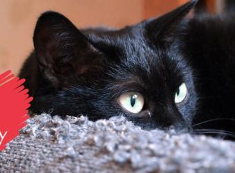 What Cat Lovers Want to Know About Cat Cardiology