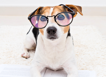 Help Your Pet With “The Back to School Blues”