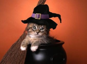 The Secret to a Safe But Spectacular Halloween With Pets