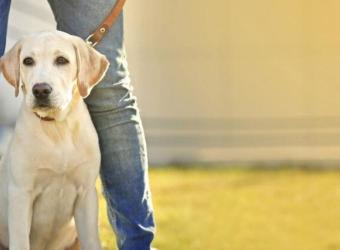 How to Decipher the Leash, Harness, and Collar Code For a Happy Hound