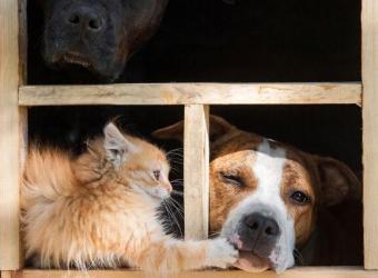 National Pet Poison Prevention Week: Beware These Common Household Toxins