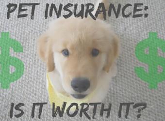 Pet Insurance - Is It Worth It?