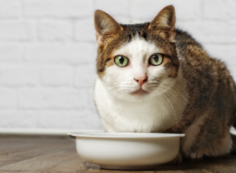 How to Care For Your Senior Cat to Provide the Best Quality of Life