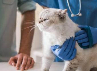 The Secret to Stress-Free Veterinary Visits With Your Cat