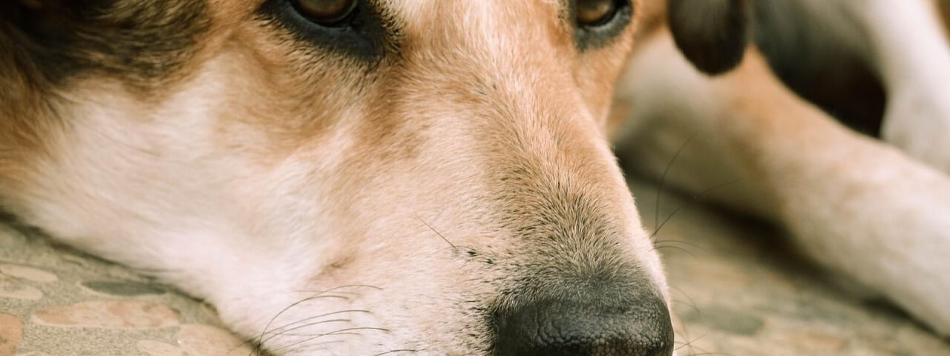 veterinarian near me