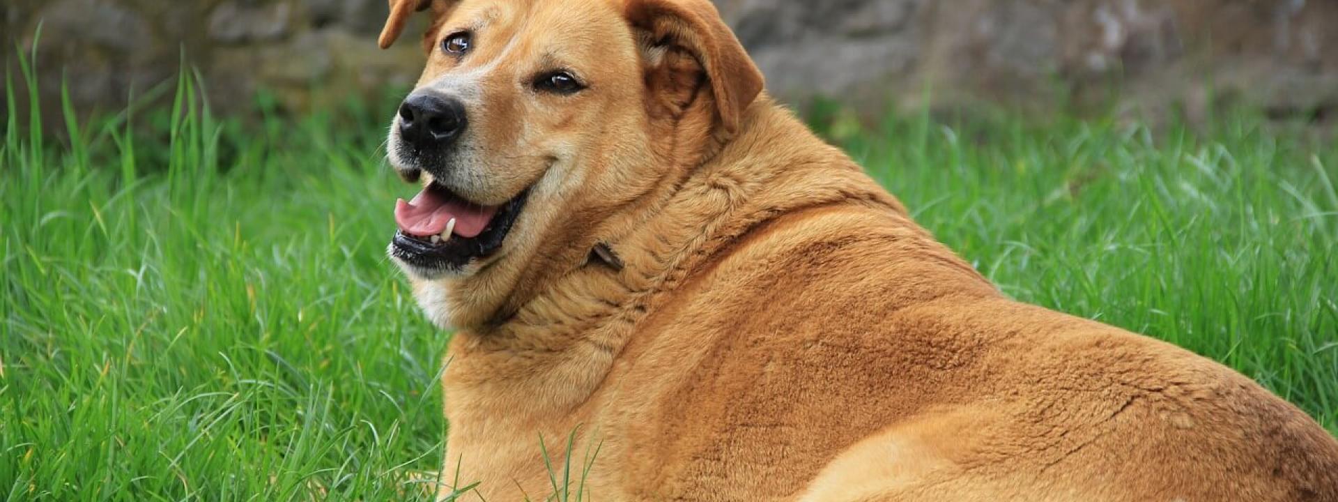 pet health