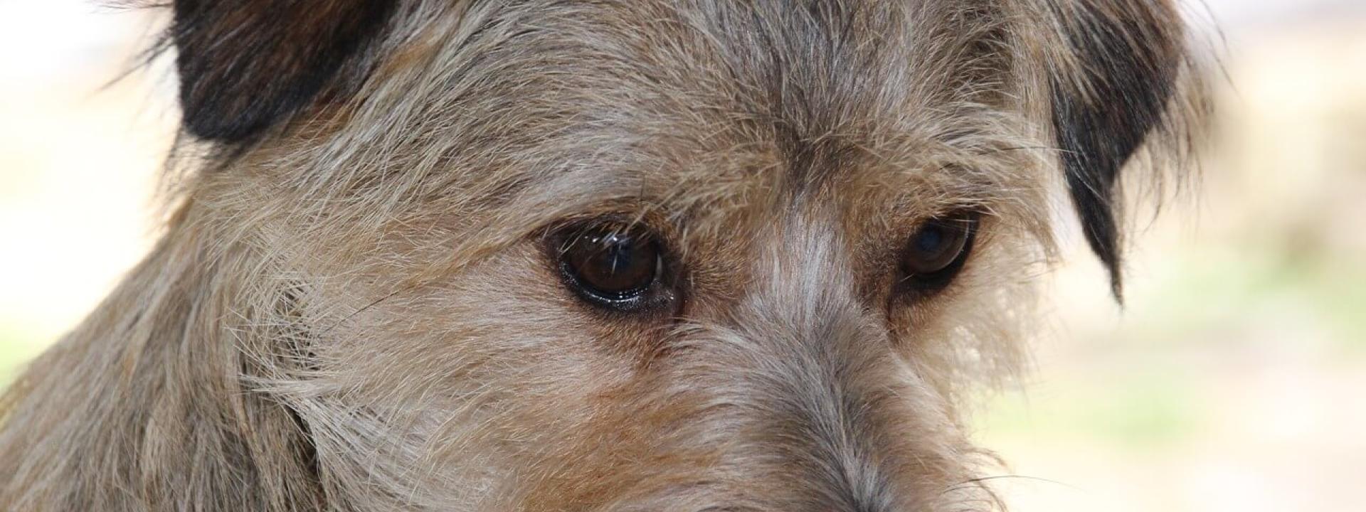 animal hospital near me