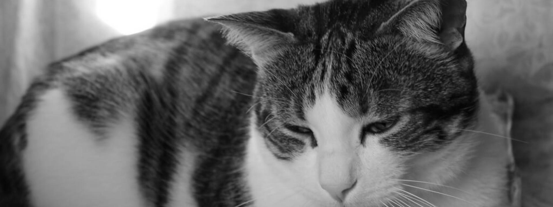 veterinary care