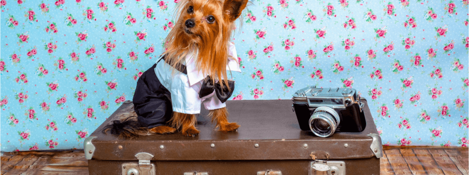 pet doctor