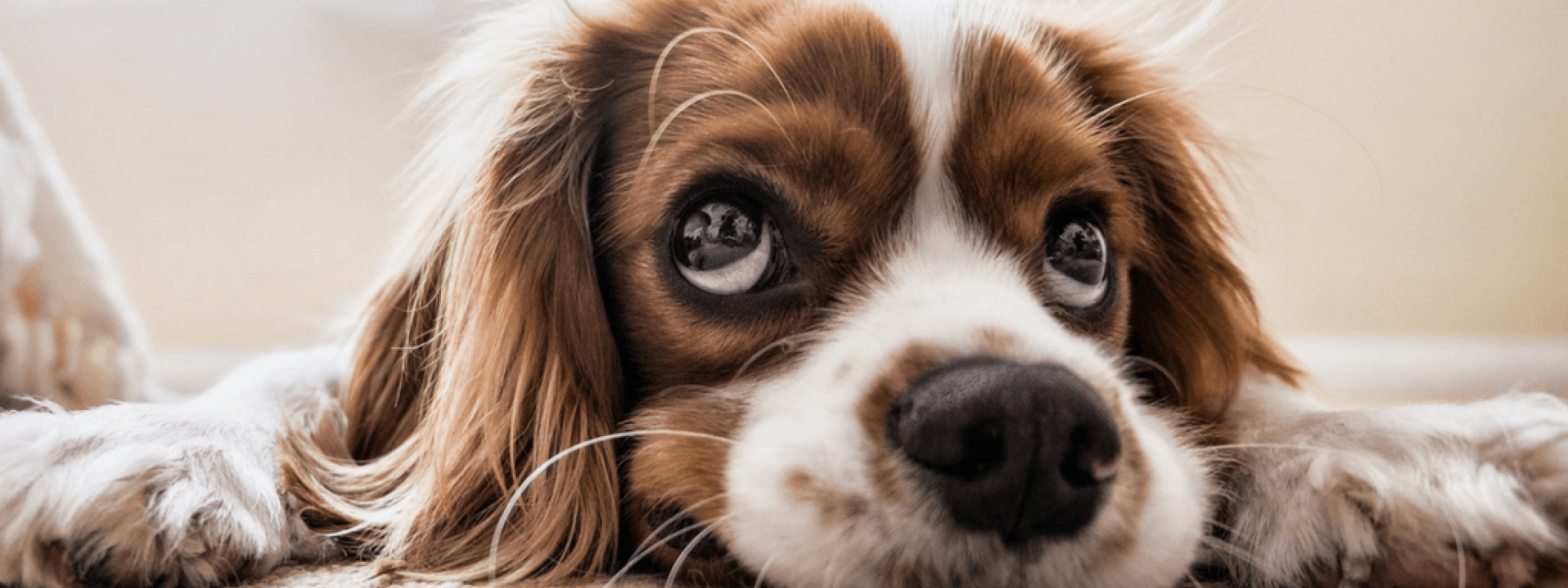 pet health