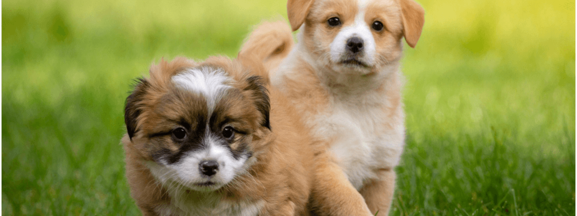 veterinary clinics near me