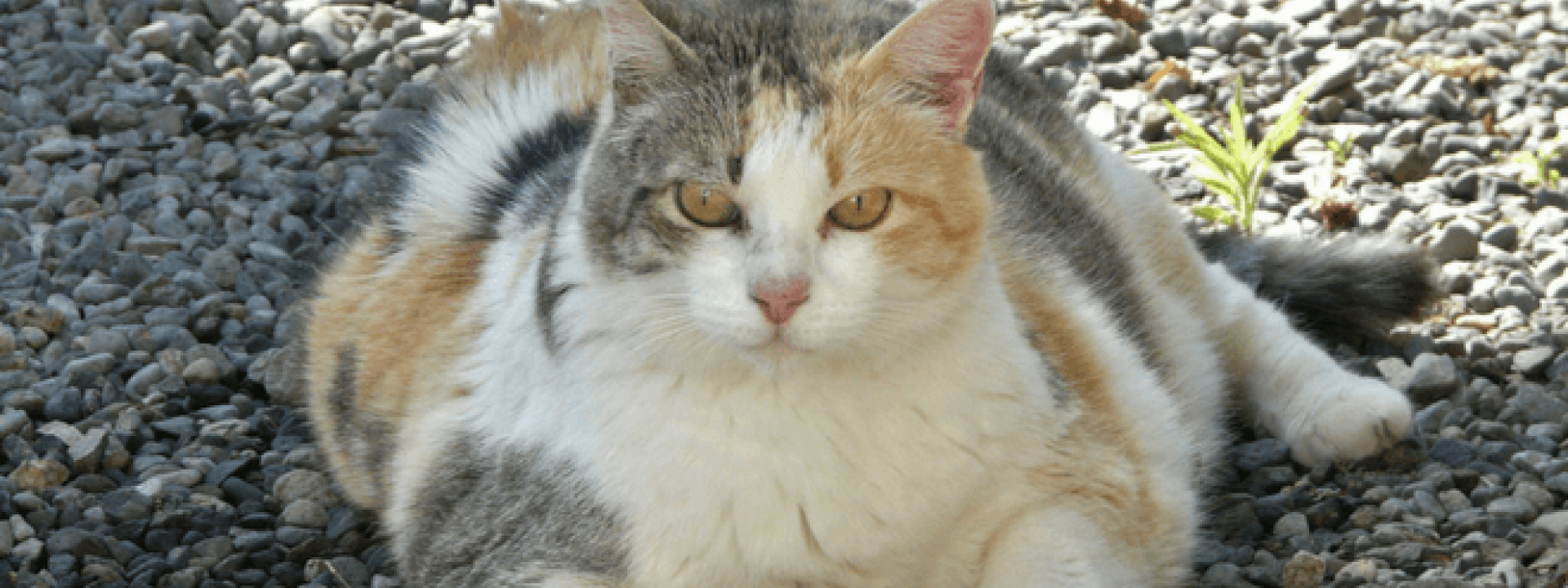 veterinary care