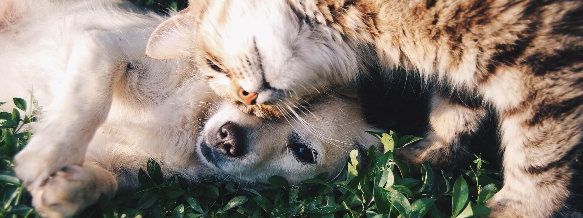 vet clinic near me