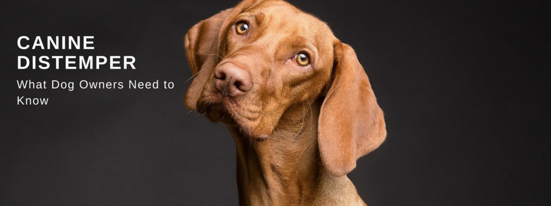 pet doctor