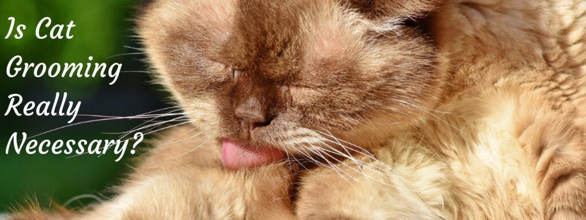 veterinarian near me