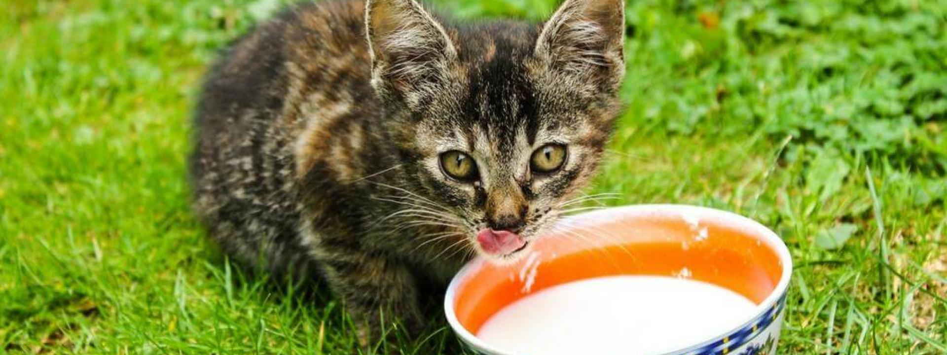Why Cats and Cow s Milk Don t Mix