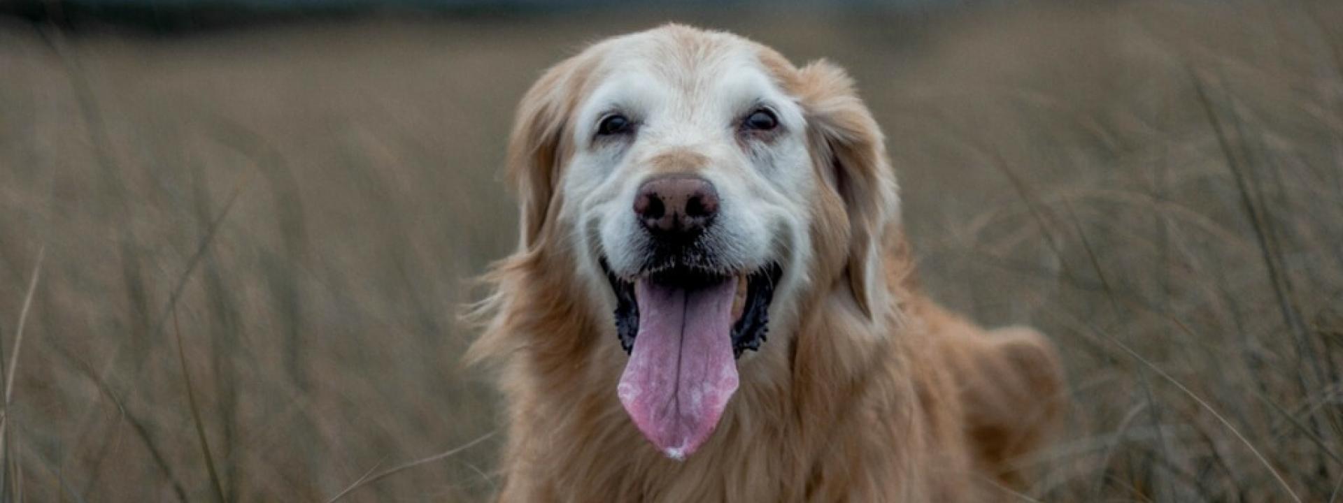 veterinarian near me