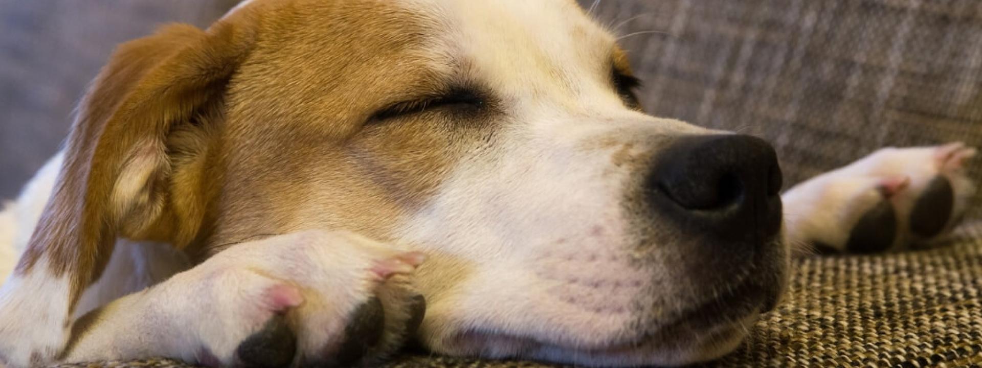 veterinary clinics near me