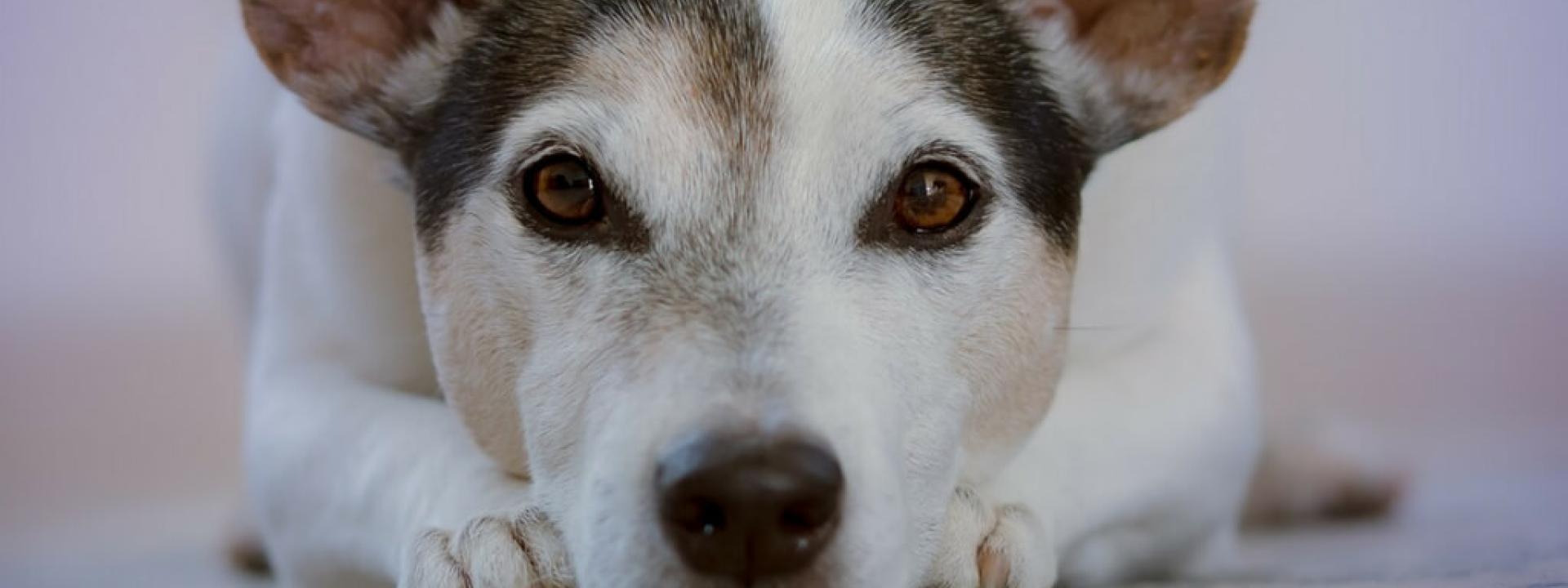 veterinary clinics near me