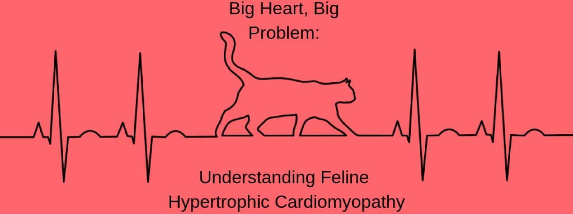 animal hospital near me
