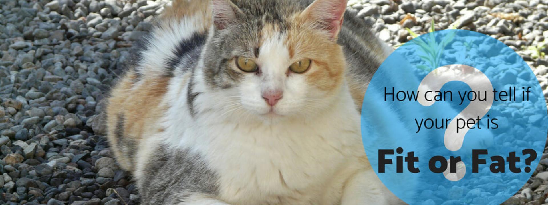 animal hospital near me