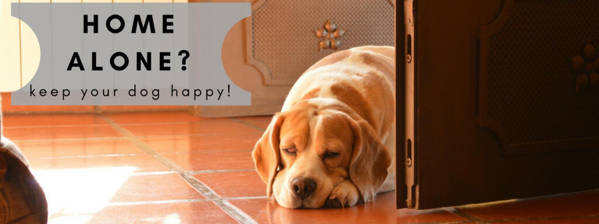 pet hospital