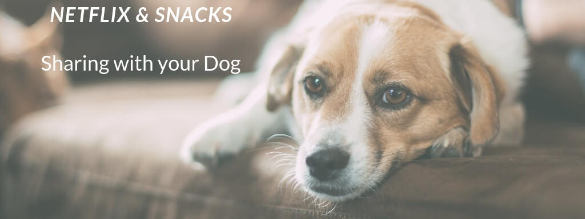 pet health